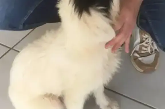 Animaux trouvés , photo: Chiot border collie trouvé à Latoue (82)