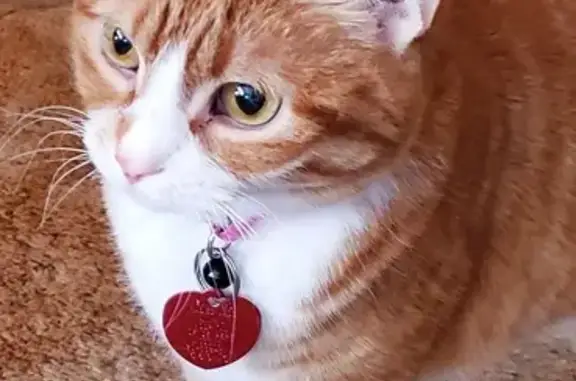Lost Cat: No Collar, Scared of Dogs