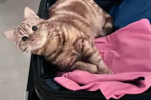 Animaux perdus Neuilly-sur-Seine, photo: Minette, chatte tigrée perdue à Neuilly