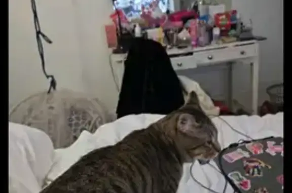 Lost Lovable Indoor Cat in Portland