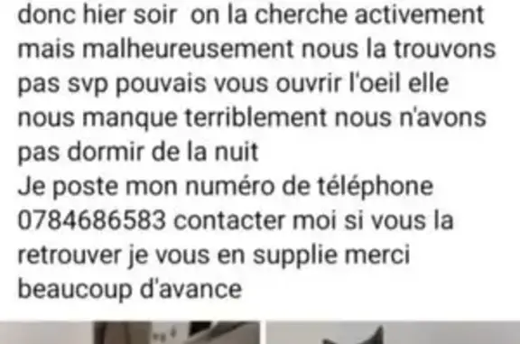 Chat trouvé Breuilpont, photo: Chatte grise trouvée à Breuilpont