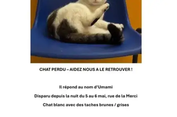 Animaux perdus Montpellier, photo: Chat perdu blanc tigré Rue de la Merci