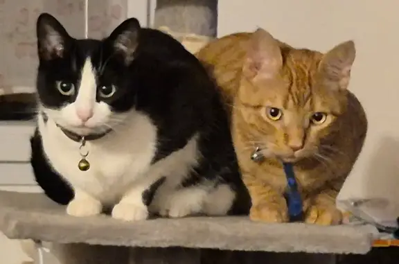 Chat rouquin perdu à Châteauroux - photo