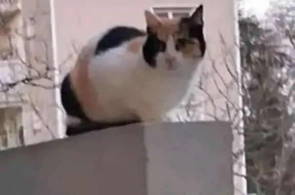 Animaux perdus Nantes, photo: Chatte tricolore perdue à Nantes