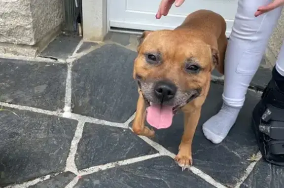 Animaux trouvés Châteaulin, photo: Chien trouvé, cherche foyer à Châteaulin
