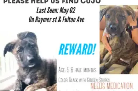 Lost Brindle Dog with Whistle Yawn