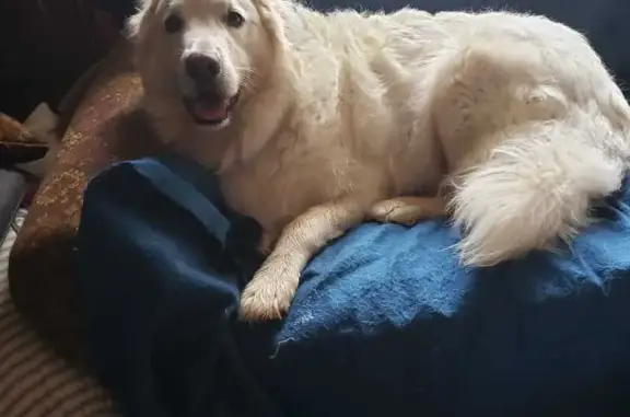 Lost: White Pyrenees, Orange Collar
