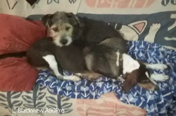 Deux chiens perdus à Masclat - photo