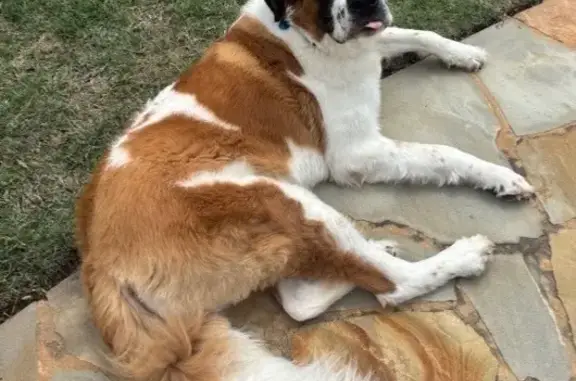 Lost Dog: White & Brown in Temple, GA