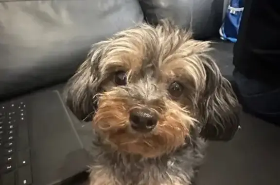 Lost Teacup Yorkie: Friendly & Quiet