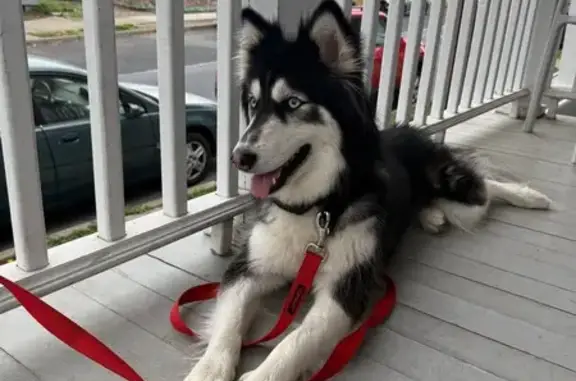 Lost Skittish Dog: Blue Eyes in Northampton
