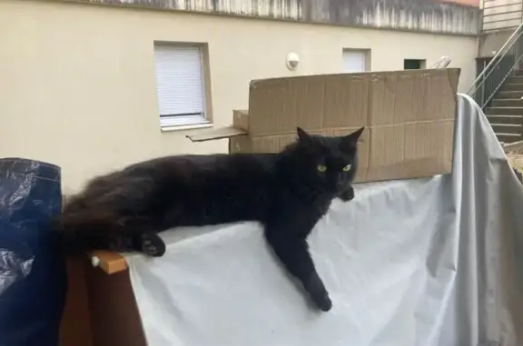 Chat noir perdu à Rive-de-Gier - photo