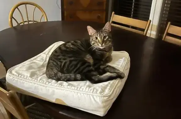 Lost Cat on Falls Creek St, Fairhope