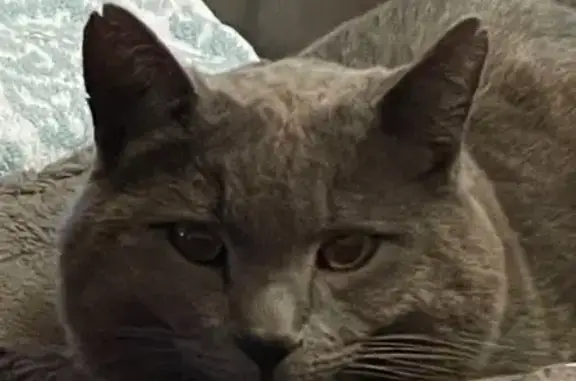 Help Find Riley: Lost Russian Blue Mix