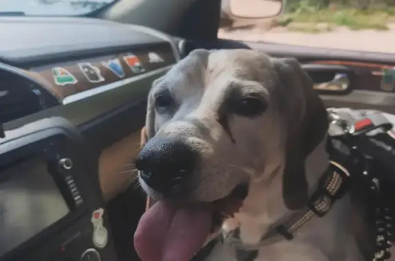 Lost Dog: Brown/Black/White, Needs Help