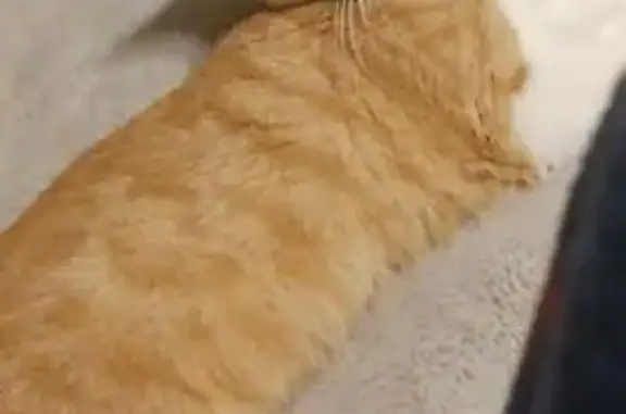 Lost Cat: Shy, Plaid Collar, Brush Creek