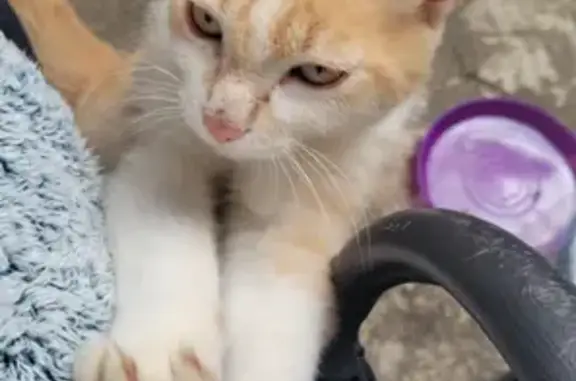 Chat trouvé Royat, photo: Chat trouvée à Royat, très affectueuse