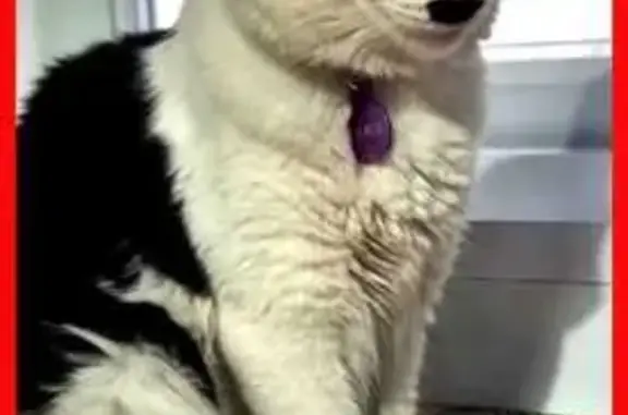 gato desaparecida