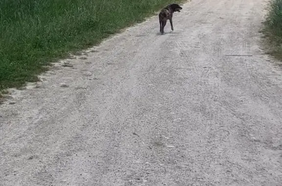 Chien trouvé Jarnac, photo: Épagneul marron craintif trouvé à Jarnac