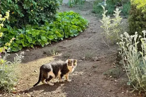 Chat trouvé Agde, photo: Chat trouvé, miaule beaucoup, Agde
