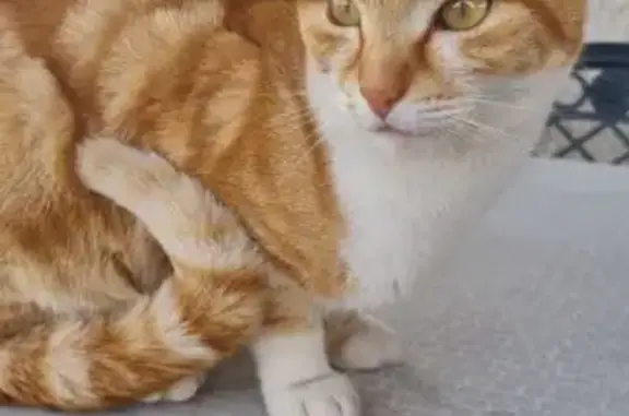 Chat perdue, sociable, nom Mimi, Bligny - photo
