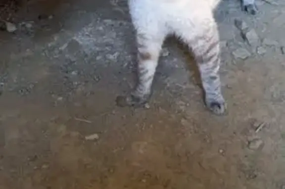 Animaux trouvés La Haye-du-Puits, photo: Chat gris tigré yeux bleus trouvé à La Haye