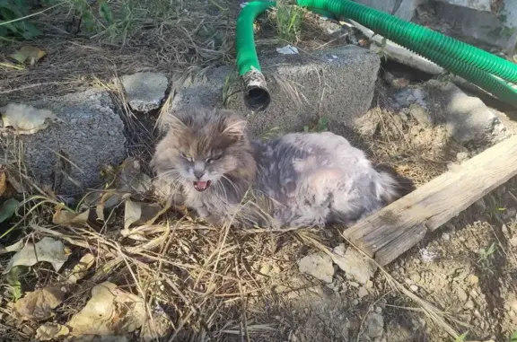 Animaux trouvés Montpellier, photo: Chat sauvage blessé trouvé à Montpellier