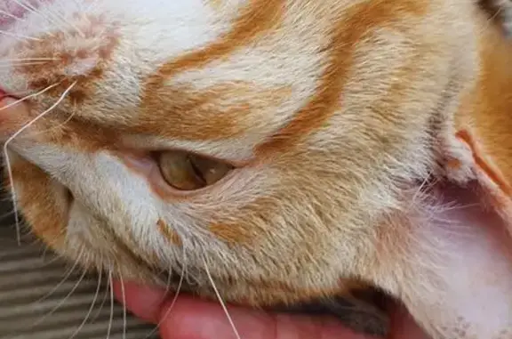 Chat trouvé , photo: Chat tigré roux et blanc trouvé à Dampierre