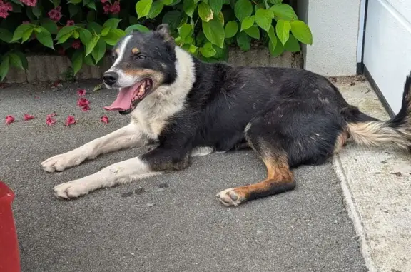 Chien trouvé Herbignac, photo: Chien tricolore trouvé à Herbignac