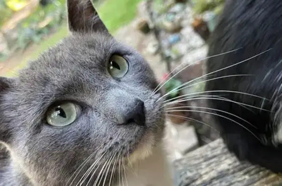 Lost Tall & Skinny Cat in Ponce de Leon