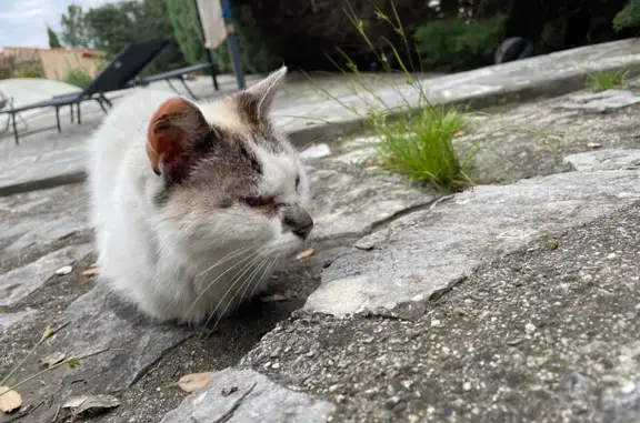 Animaux trouvés Reynès, photo: Chat blessé trouvé, nourri à Reynès