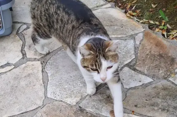 Chat tigré-blanc trouvé à Angers - photo