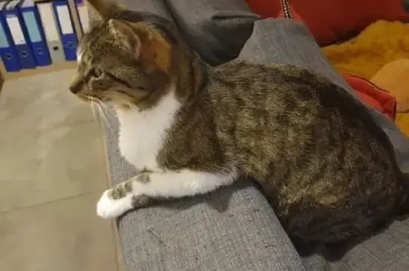 Animaux perdus Tarbes, photo: Chatte tigrée perdue à Tarbes