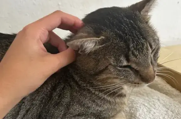 Gato Atigrado Cariñoso Perdido en Nerja