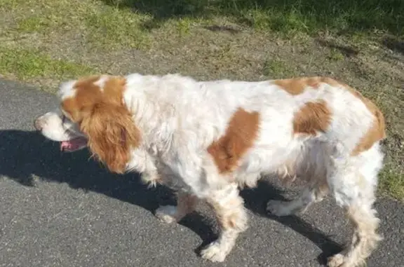 Chien trouvé , photo: Chien trouvé Allée des Fougères, Gastes
