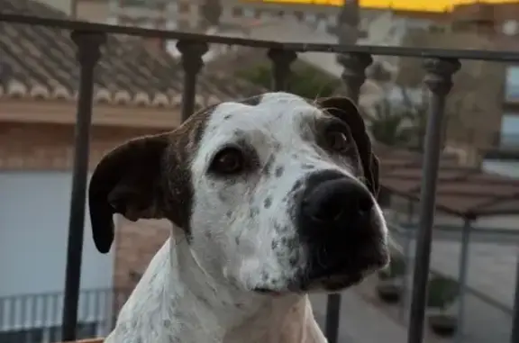¡Ayuda! Perrita perdida en Puzol