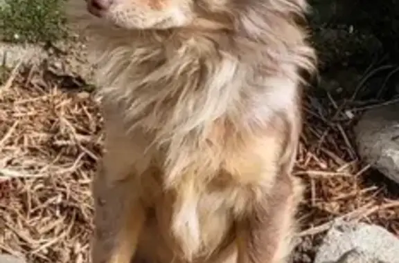 Chien merle craintif perdu à Broons - photo
