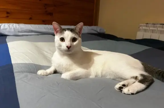¡Gato Blanco Perdido en Alpedrete!