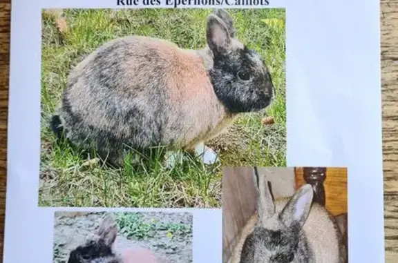 Animaux perdus Montreuil, photo: Oiseau perdu, lapine naine stérilisée