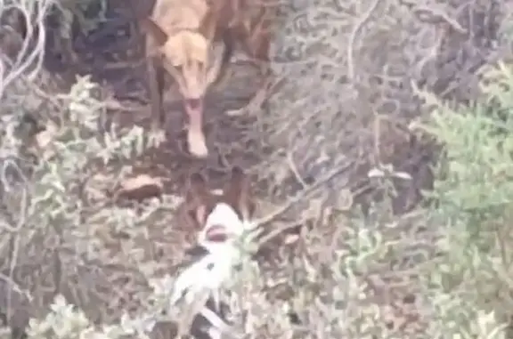 Perros Perdidos en Cártama: Ayuda Urgente
