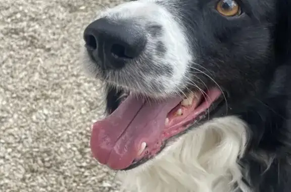 Chien trouvé Bois-le-Roi, photo: Border collie trouvé près de Samoreau