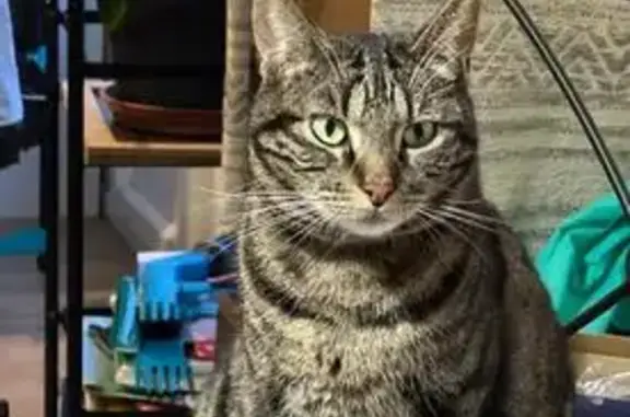 Chat perdu avec collier gris à Marsac-sur-Don - photo