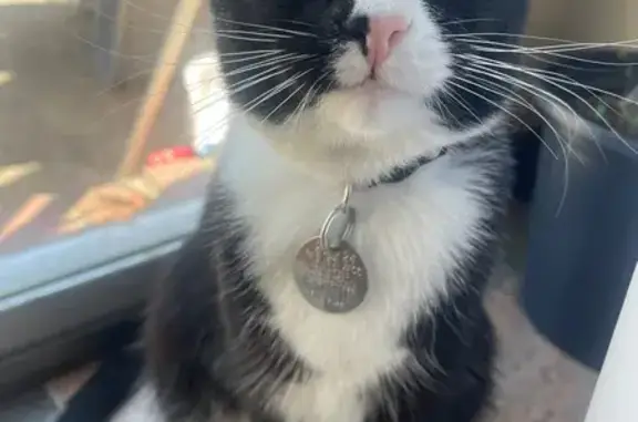 Lost Tuxedo Cat: Moon & Star Collar