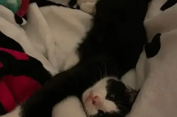Lost Tuxedo Cat: Friendly, Talks, Unique