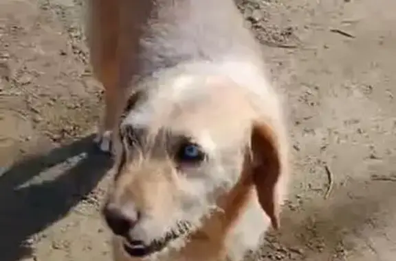 Perro Perdido: Talla Media y Ojos Azules
