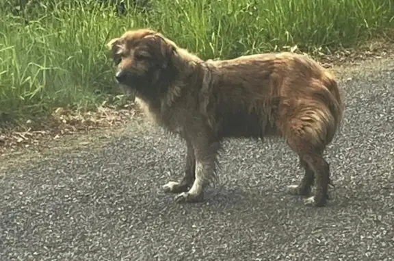Chien fauve trouvé à Pensol - photo