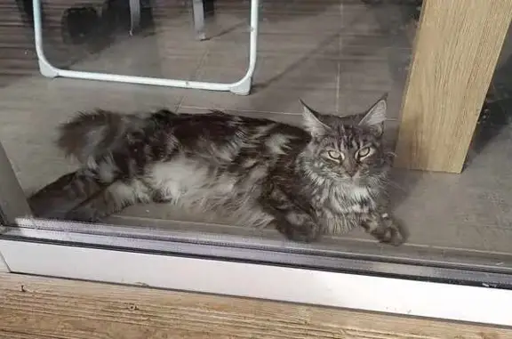 Animaux perdus Auterive, photo: Chat perdu Rue du Lavandin, Auterive