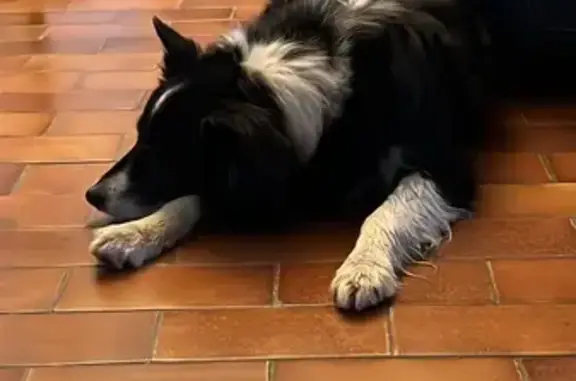 Chien trouvé à Briouze : border collie noir et blanc - photo