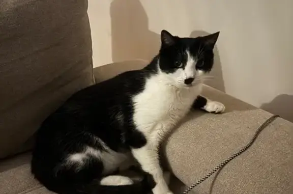 Chat perdu : noir et blanc, tache sur nez - photo