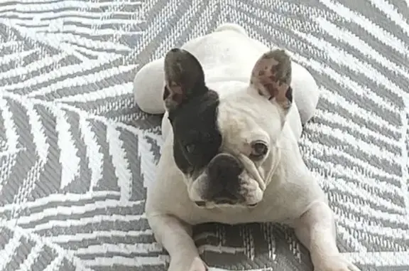 Chien perdu La Couronne, photo : Chien perdue sourde, pucée, La Couronne